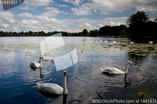 Image of Swans in foreground at Ellesmere Lake