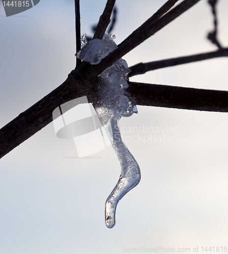 Image of Ornate icicle dripping from a tree branch