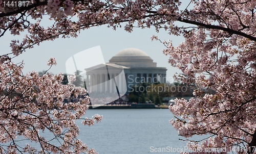 Image of Jefferson Memorial framed by cherry blossoms