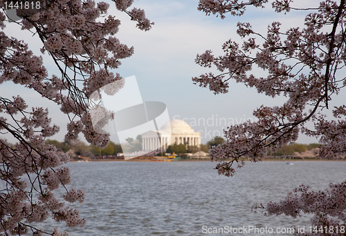 Image of Jefferson Memorial behind cherry blossom