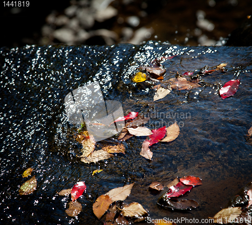 Image of Autumn leaves in river