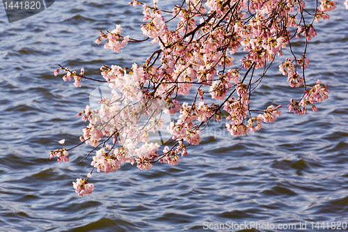 Image of Cherry Blossom Trees by Tidal Basin