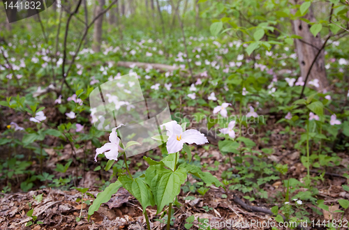 Image of Mauve trilliums in forest