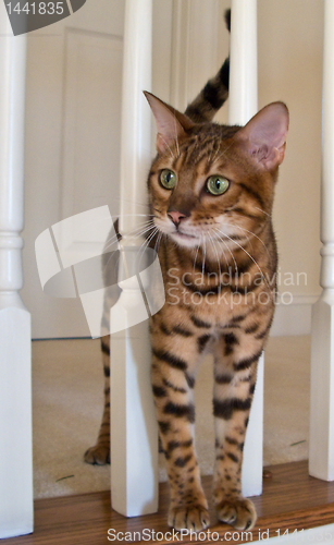 Image of Bengal Cat on stairs