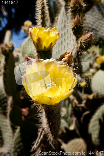 Image of Prickly pear cactus blossoms