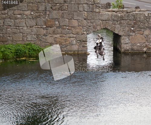 Image of Swans and Cygnets