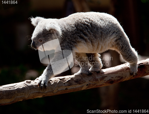 Image of Koala Bearwalking along branch