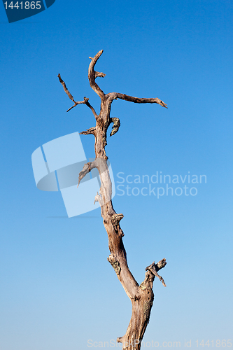 Image of Old trunk of tree