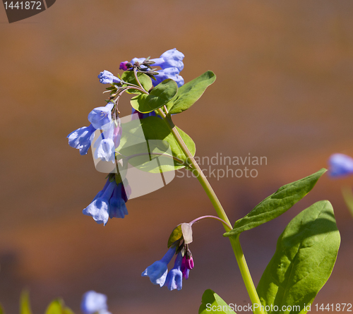 Image of Close up of bluebells in April