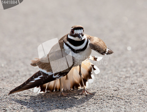 Image of Killdeer bird warding off danger