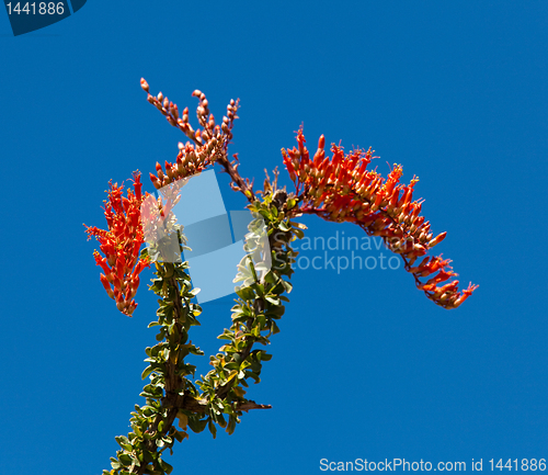 Image of Crimson flowers of the Ocotillo cactus