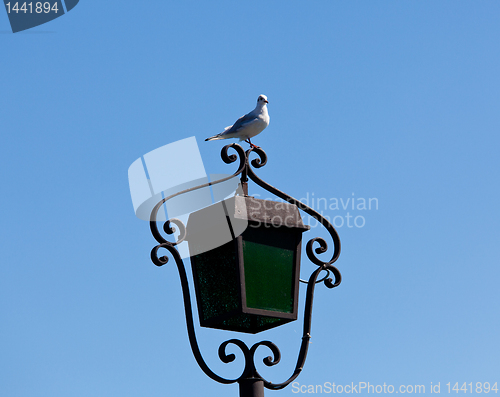 Image of Seagull on lamp