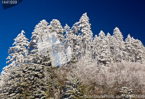 Image of Pine trees covered in snow on skyline