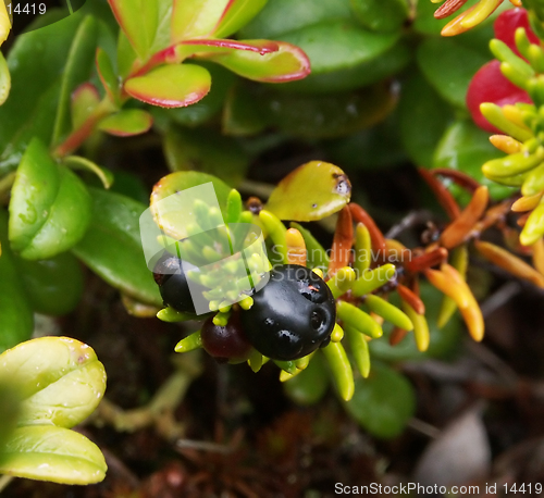 Image of berry and water drop