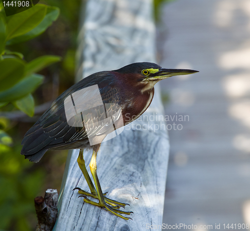 Image of Green Heron on fence