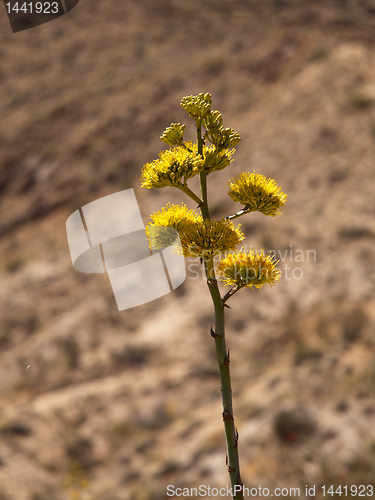 Image of Century plants bloom in desert