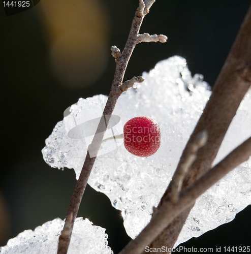 Image of Red berry against a ice crystals