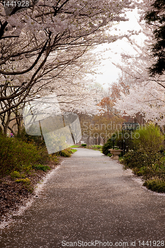 Image of Cherry blossom petals fall on path