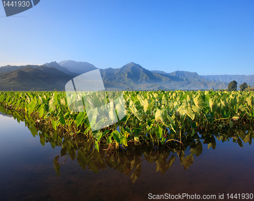 Image of Taro plants at Hanalei