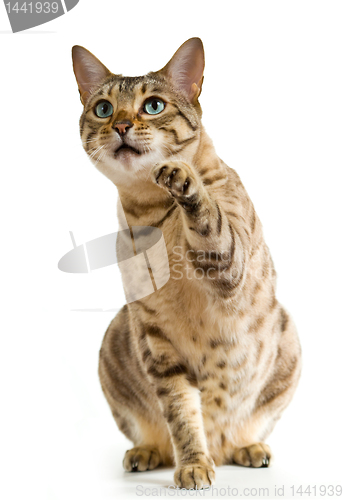 Image of Bengal cat clawing at the air