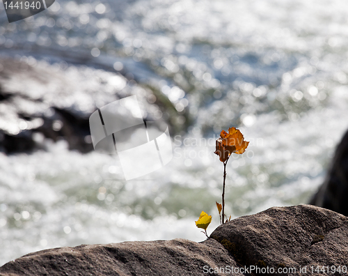 Image of Brown maple seedling by river