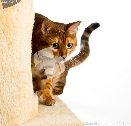 Image of Bengal kitten creeps round corner of climbing frame