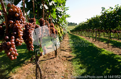 Image of Aisle of Grapes