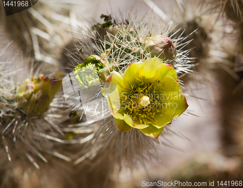 Image of Barrel Cactus plant in Anza Borrego desert