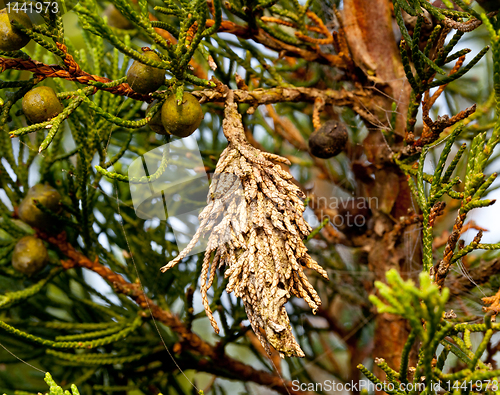 Image of Bagworm on a pine tree