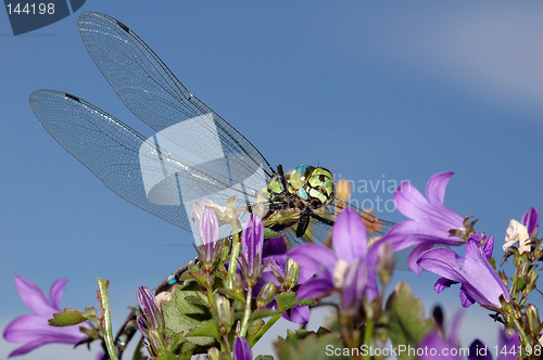 Image of Dragonfly