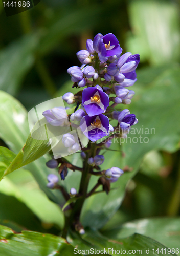 Image of Blue Ginger Flower
