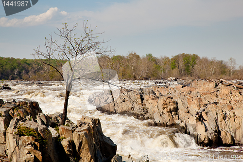 Image of Gaunt tree in front of Great Falls