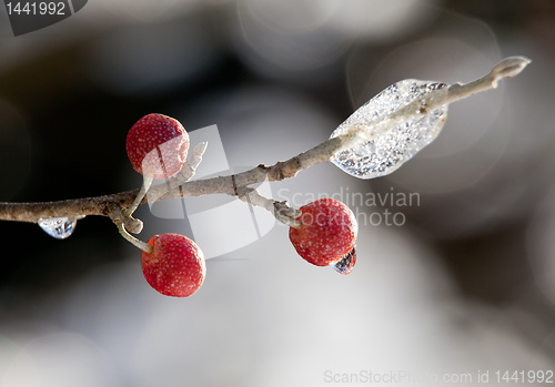 Image of Red berry against a ice crystals