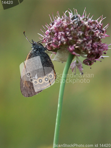 Image of butterfly and flower