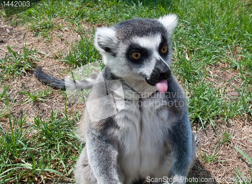Image of Lemur sticking its tongue out