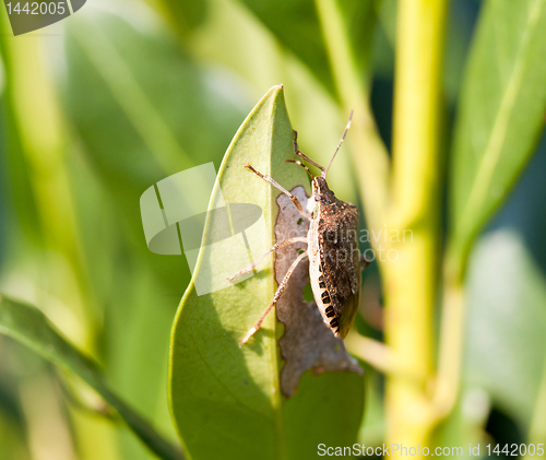 Image of Stink bug eating leaf