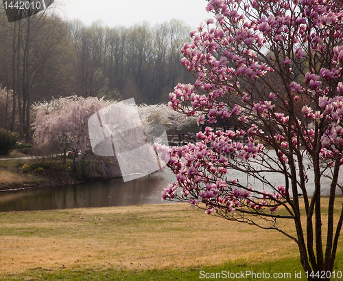 Image of Magnolia frames cherry blossoms in Washington