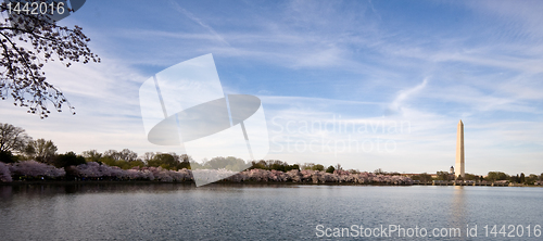 Image of Panorama of cherry blossoms