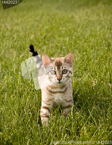 Image of Bengal Kitten facing camera