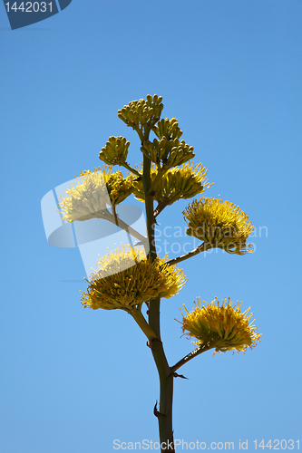 Image of Century plants bloom in desert