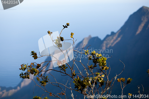 Image of Leaves frame Na Pali Coast