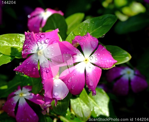 Image of Dew Flower