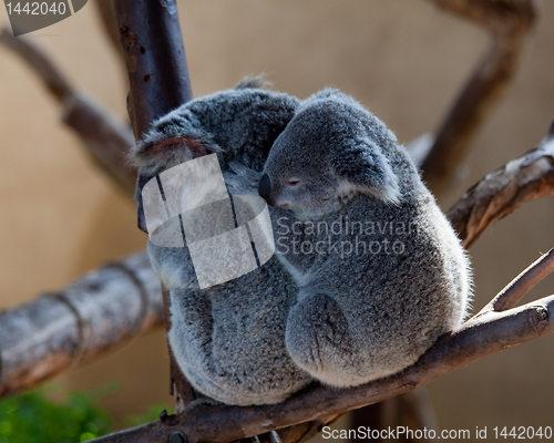 Image of Koala Bears cuddling on a branch