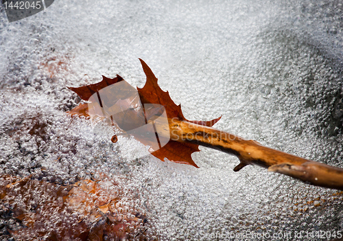 Image of Autumn leaf in swirling river