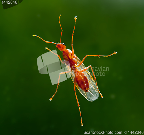 Image of Male worker carpenter ant from below