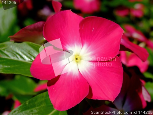 Image of Flower macro