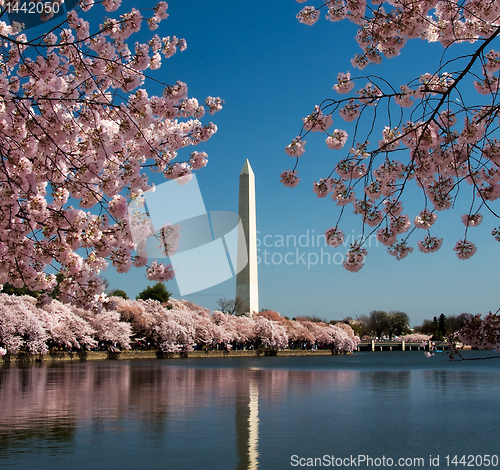 Image of Cherry Blossom and Washington Monument