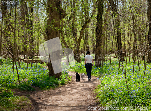 Image of Lady and dogs among Blue bells