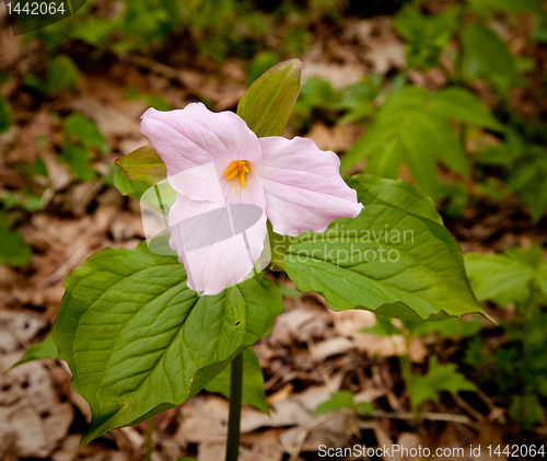 Image of Mauve trillium in forest