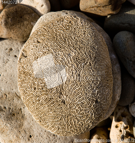 Image of Rippled rock looking like brain